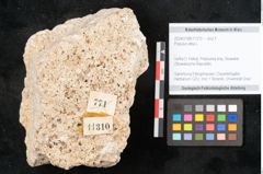 Foto (Objekt + Etikett) von Populus alba L. (NHMW-GEO-2024-0188-11310)